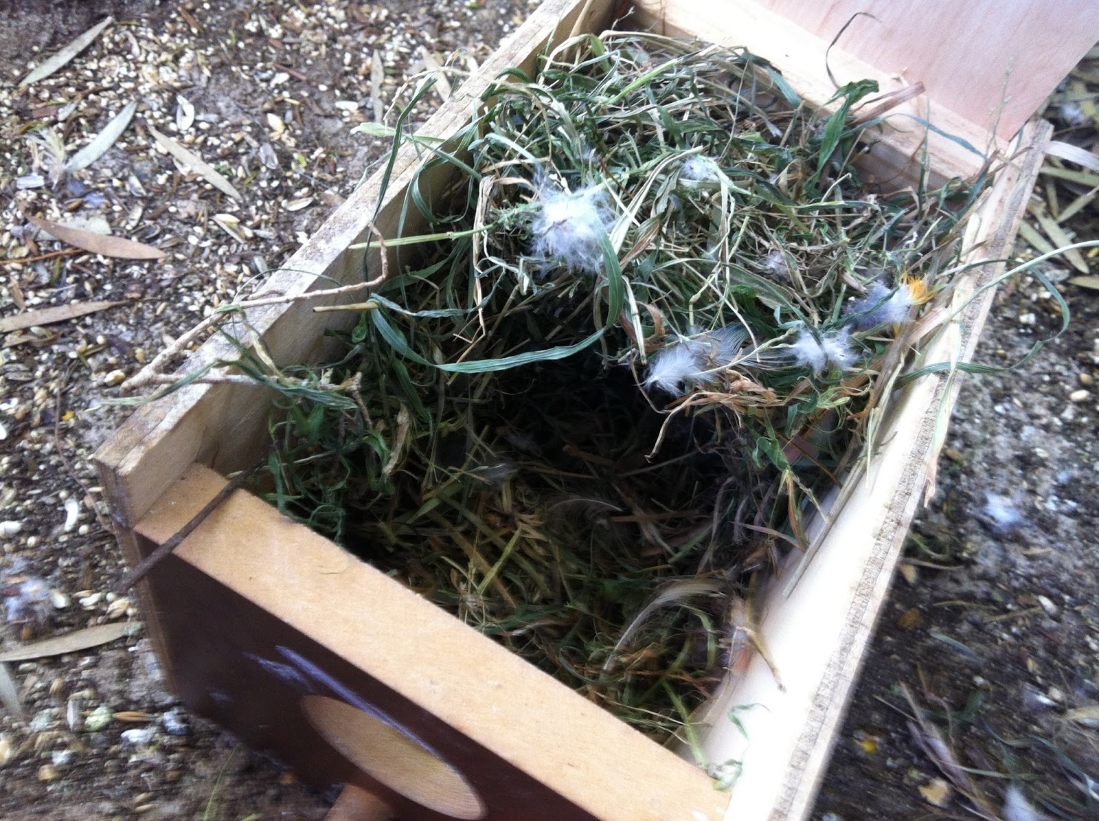 Parrot Breeding Gouldian Finches